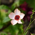 Linum grandiflorum 'Charmer'
